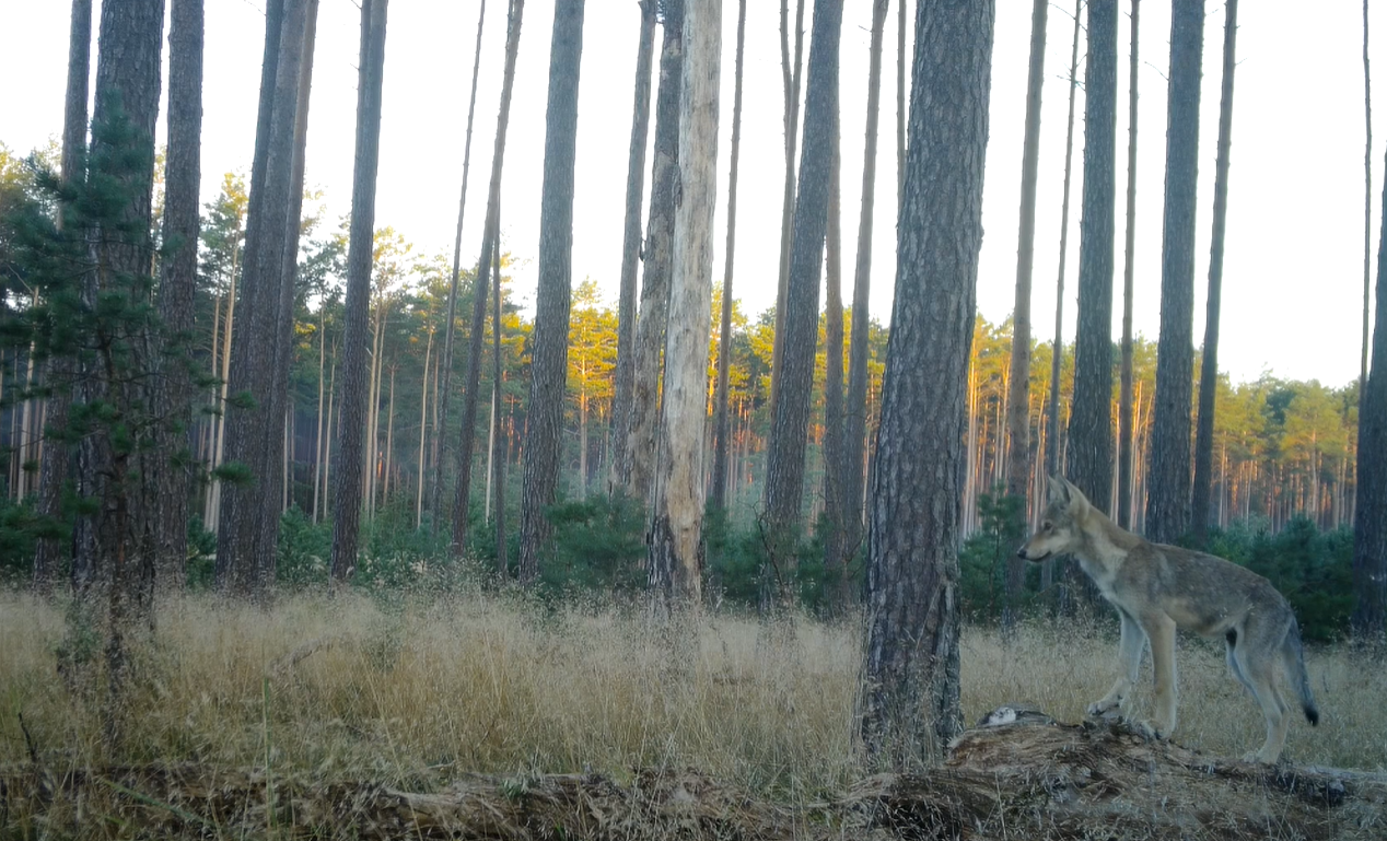 Wilcza rodzinka z Borów Tucholskich