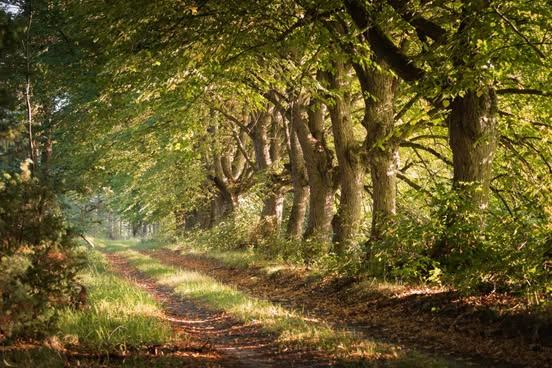 Piękna aleja, piękne zdjęcie. Wszystko to z sołectwa Gutowiec