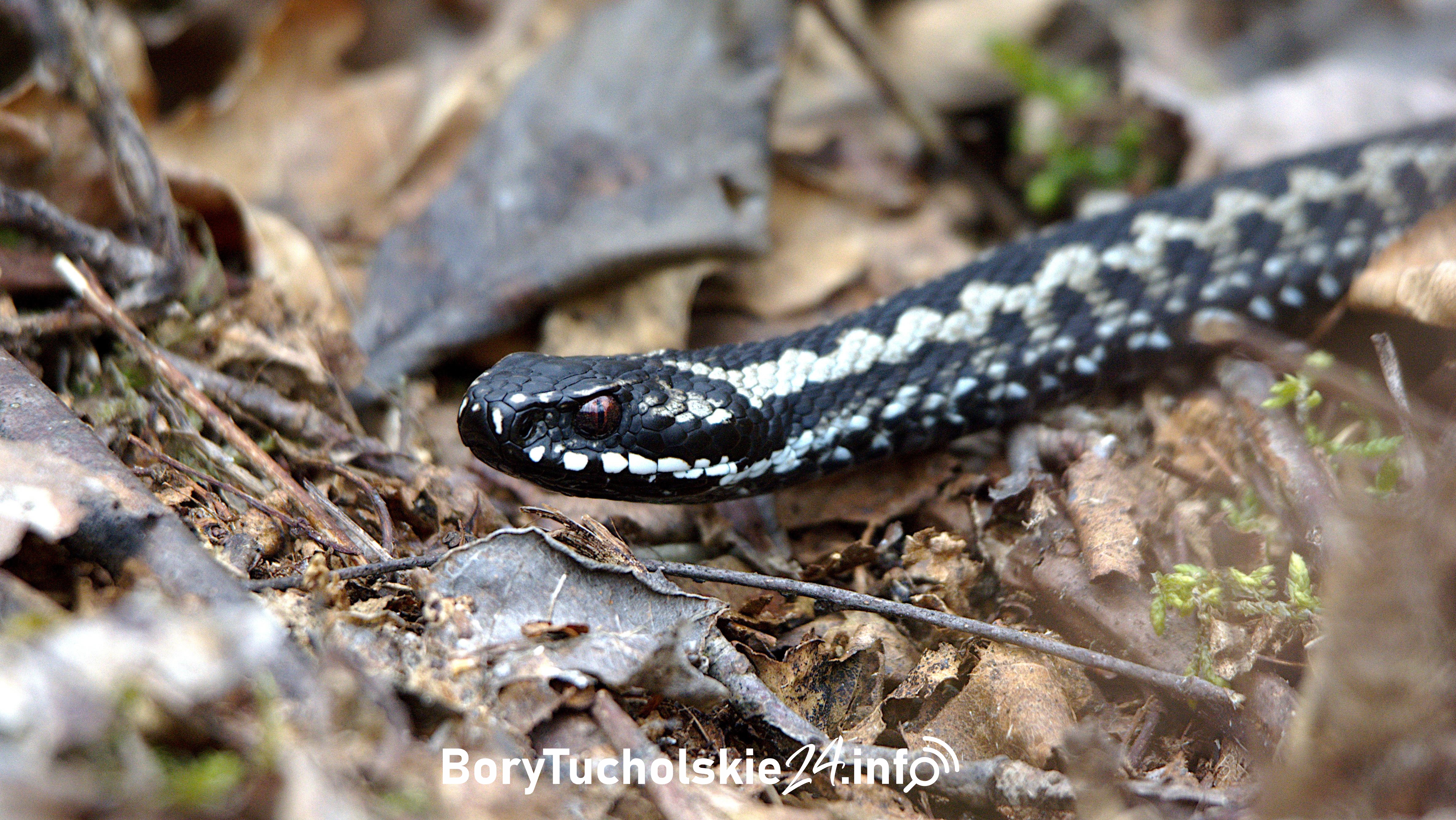 Uwaga na żmije zygzakowate. Są jadowite (FOTO)