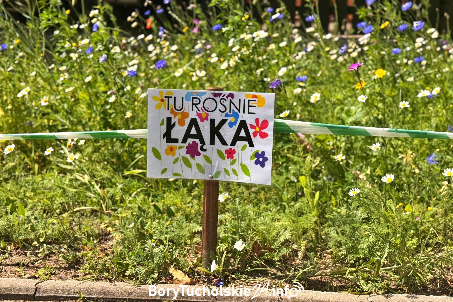 Łąka kwietna w centrum Tucholi – piękno i pożytek w jednym