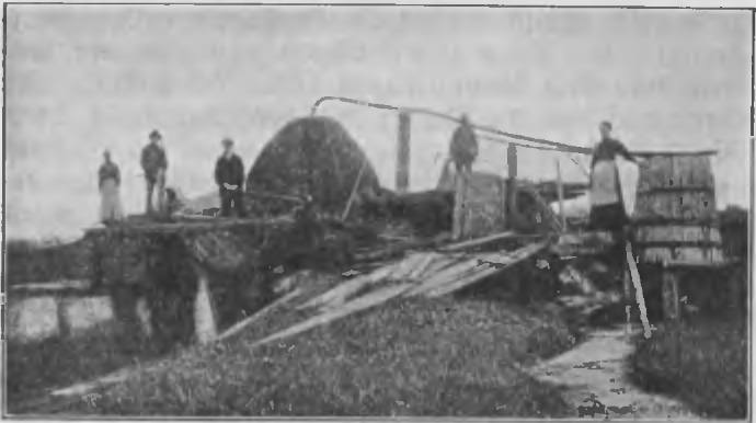 Złoto z głębin lasu: Historia bursztynu w Borach Tucholskich