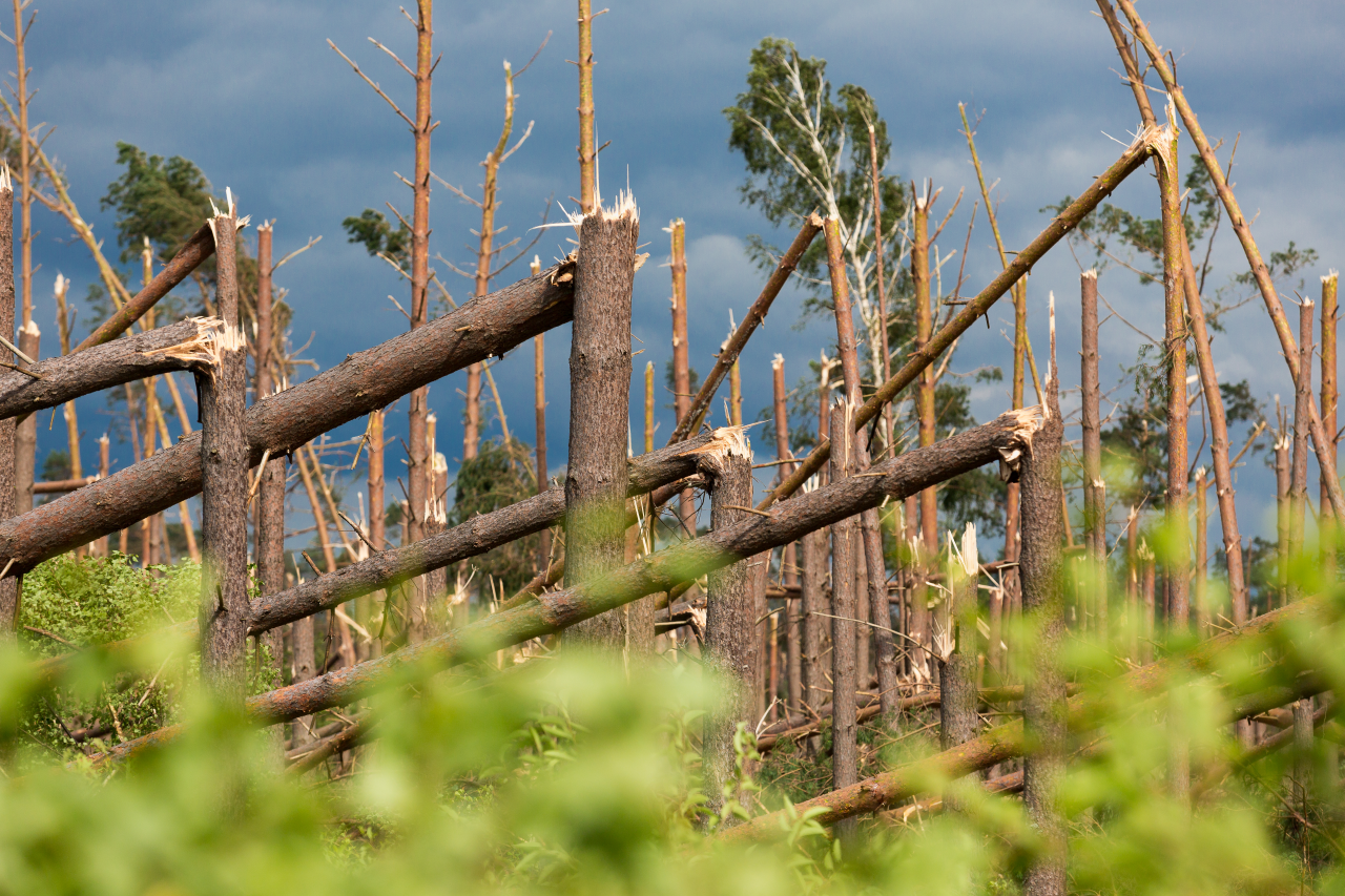 Osiem lat temu - huragan, który wywrócił Bory Tucholskie