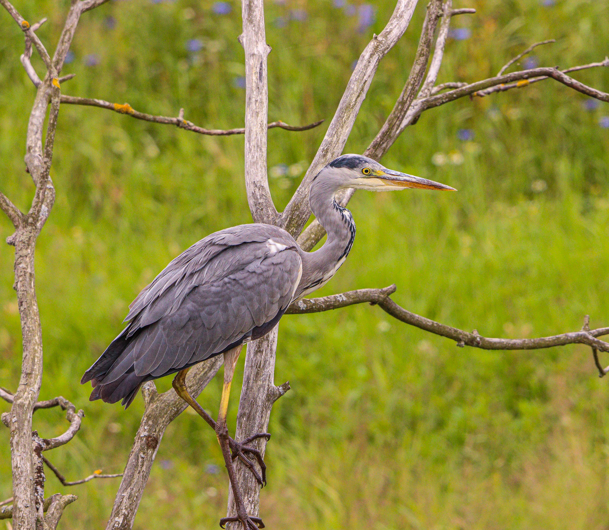Czapla siwa uchwycona przez fotoreportera