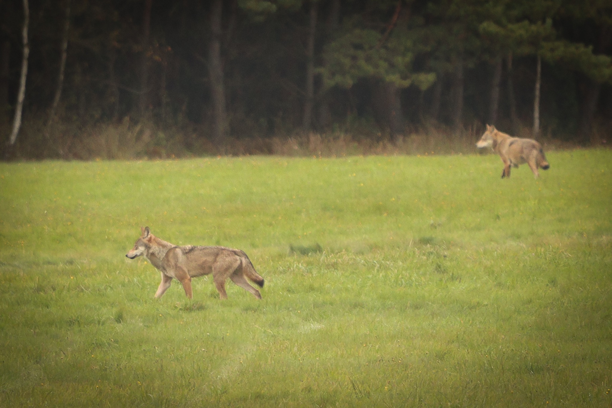 Wilki w obiektywie fotoreportera. Zdjęcia z Klaskawy w gminie Czersk 