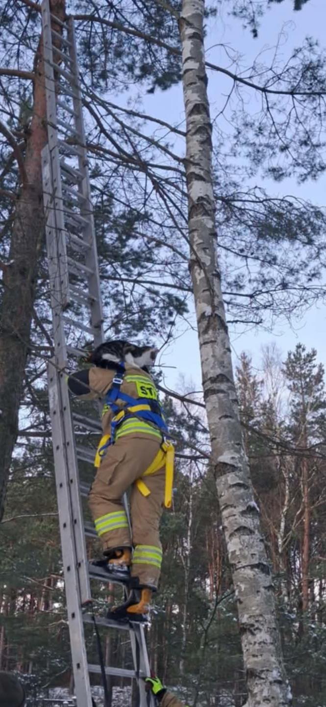 Nietypowa interwencja strażaków. Zdejmowali kota z drzewa