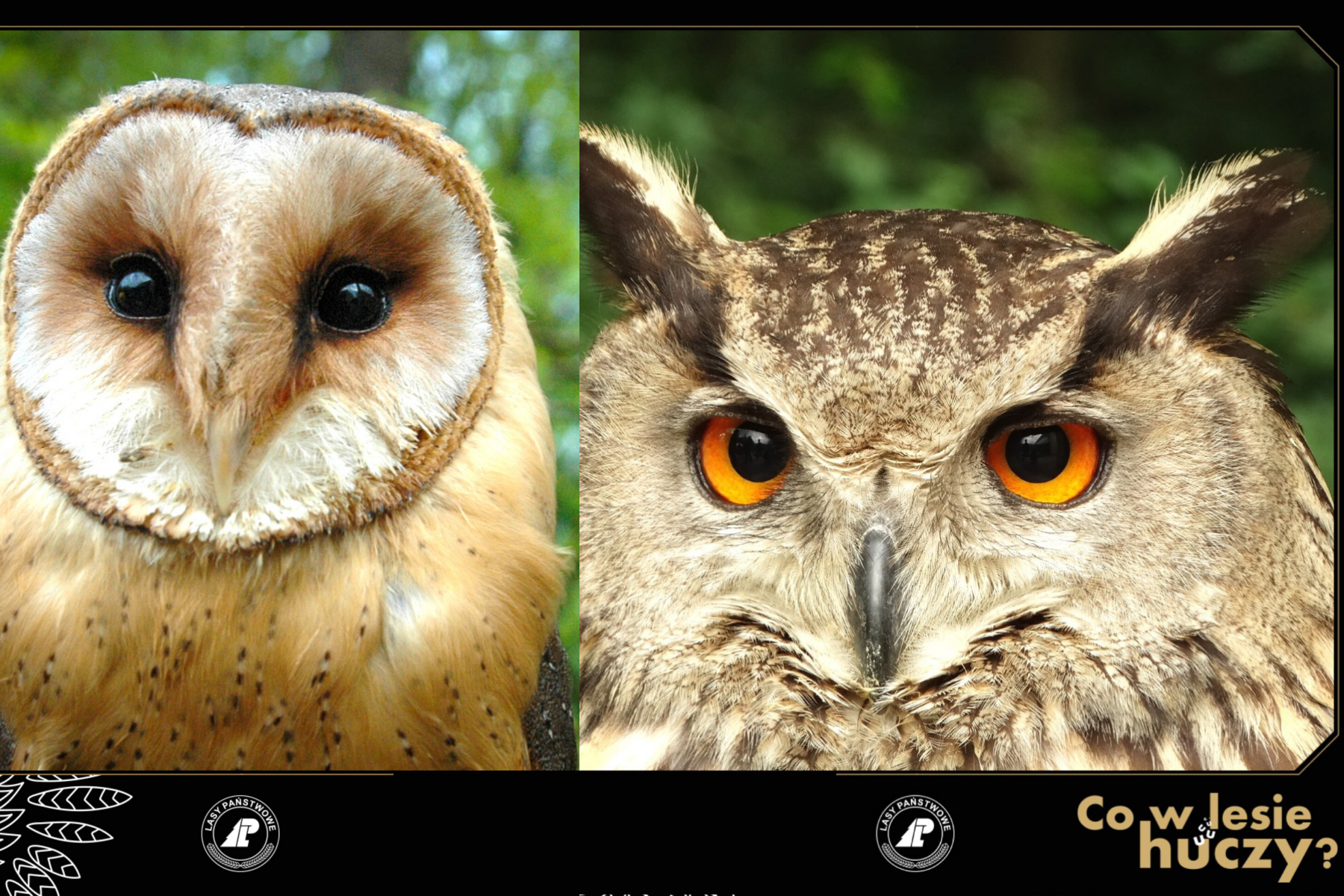 Wieczór z sowami w Nadleśnictwie Woziwoda