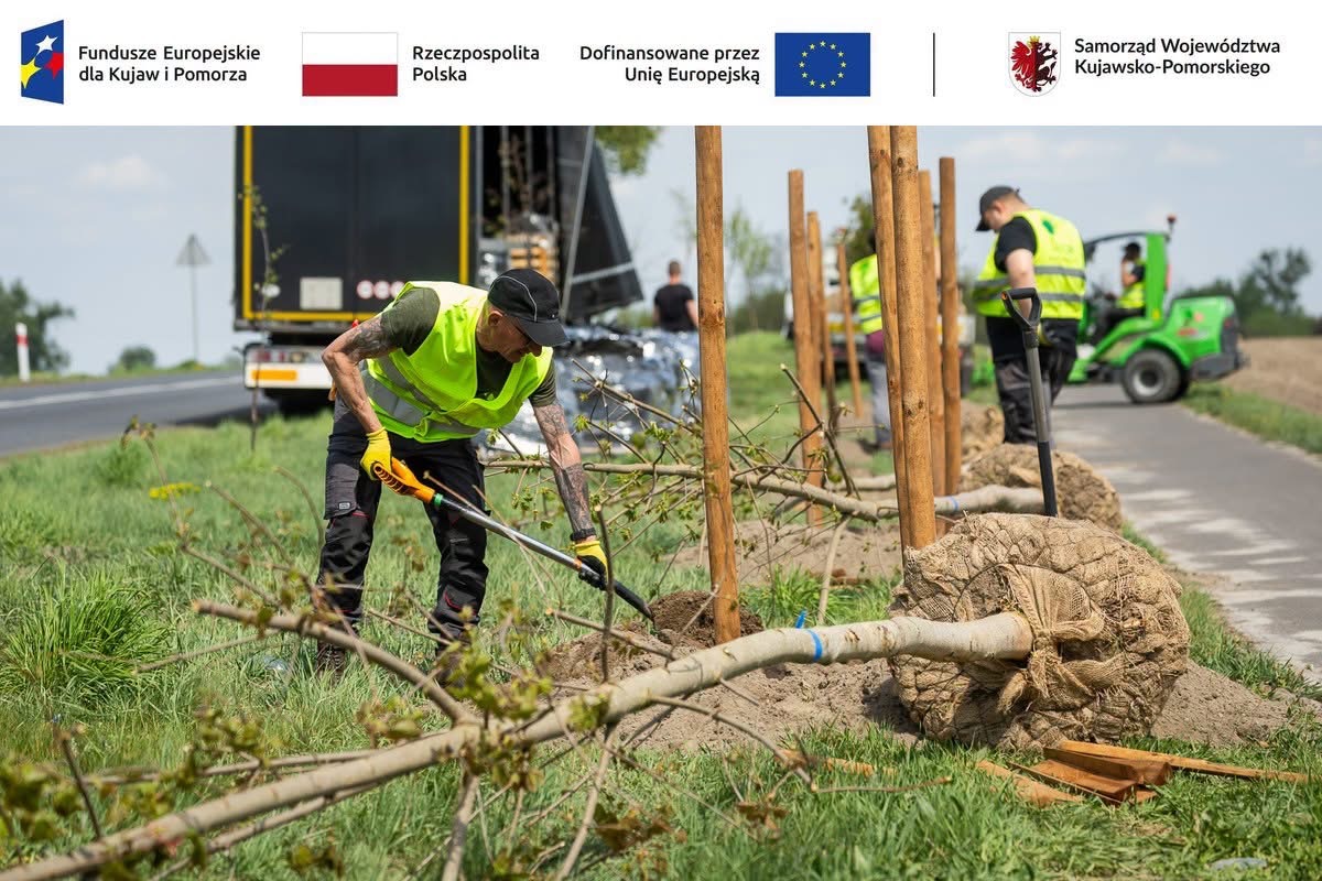 Ponad 350 nowych drzew przy drodze wojewódzkiej nr 240