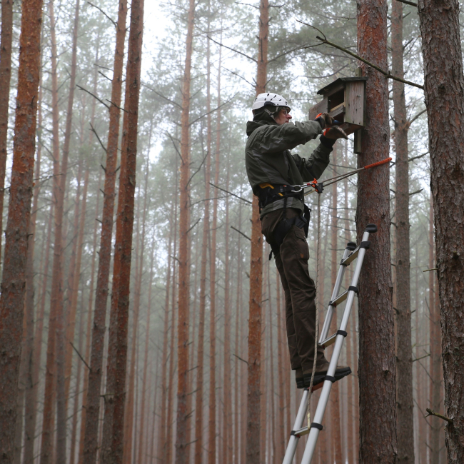 Czyszczenie schronów dla nietoperzy w Tucholskim Parku Krajobrazowym