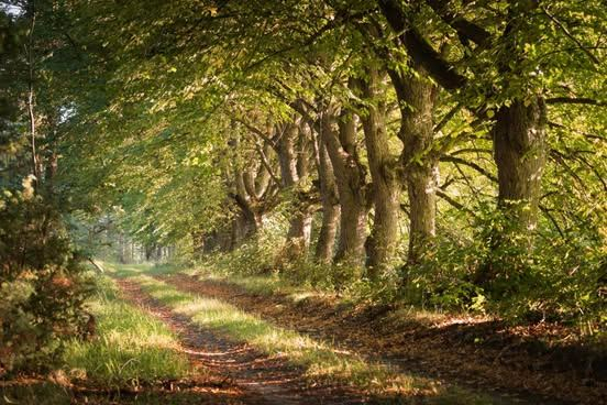 Piękna aleja, piękne zdjęcie. Wszystko to z sołectwa Gutowiec