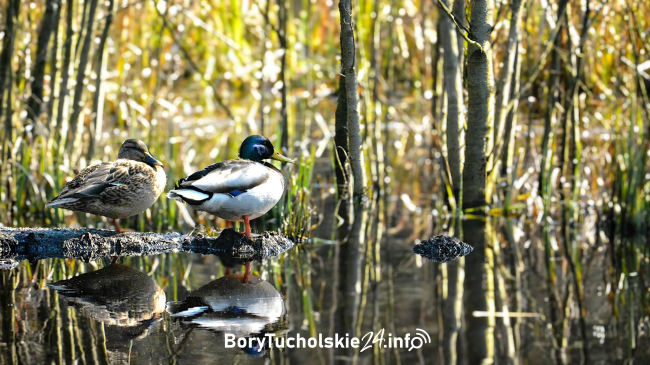 Marcowy spacer po Borach. Zobaczcie fotki Patrycji Lindy (FOTO)