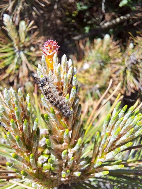 Planowane lotnicze opryski przeciwko brudnicy mniszce – będzie okresowy zakaz wstępu do lasu
