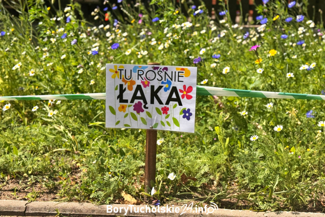 Łąka kwietna w centrum Tucholi – piękno i pożytek w jednym