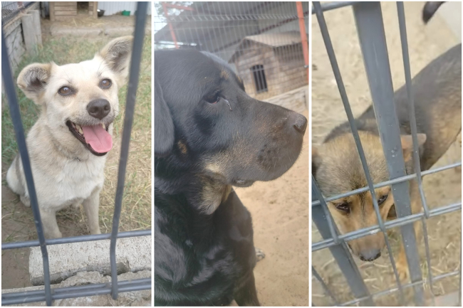 Trzy bezpańskie psy czekają na właścicieli lub nowy dom