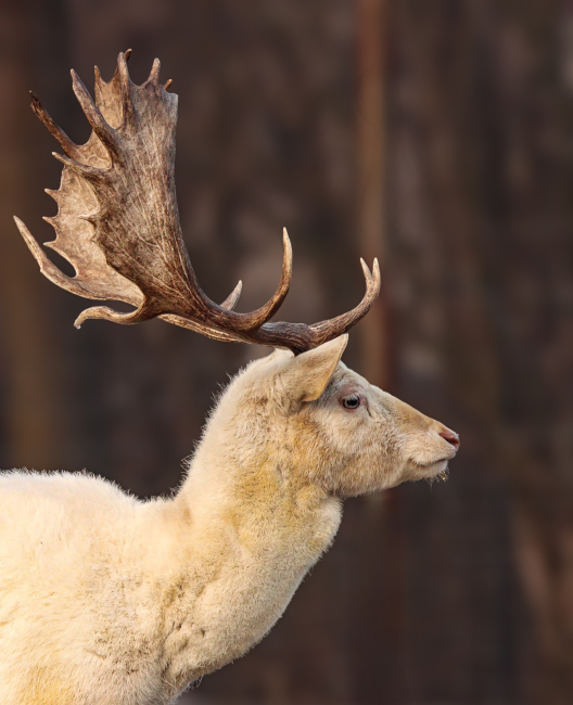 Biały daniel z Borów Tucholskich