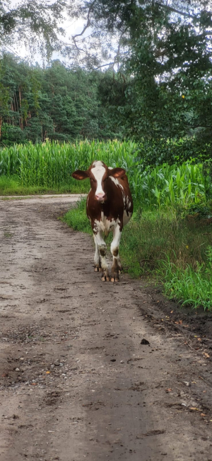 Bydło biega samopas. Mieszkańcy podczerskiego Złotowa skarżą się i mówią, że jest niebezpiecznie