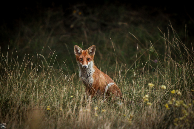 Lisek zapozował o zmierzchu 