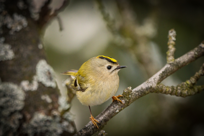 Najmniejszy ptaszek w Europie w obiektywie Dominika