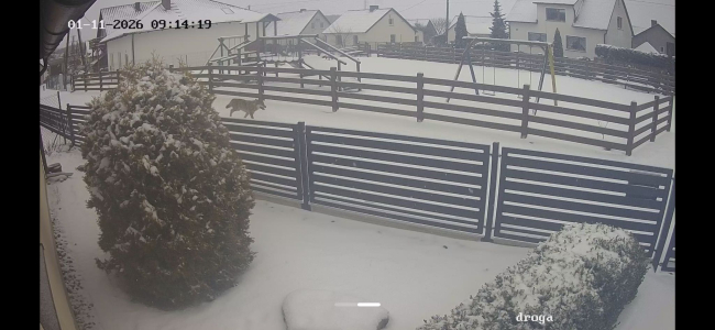 Zdjęcia wilka? Monitoring zarejestrował zwierzę w centrum wsi (FOTO)