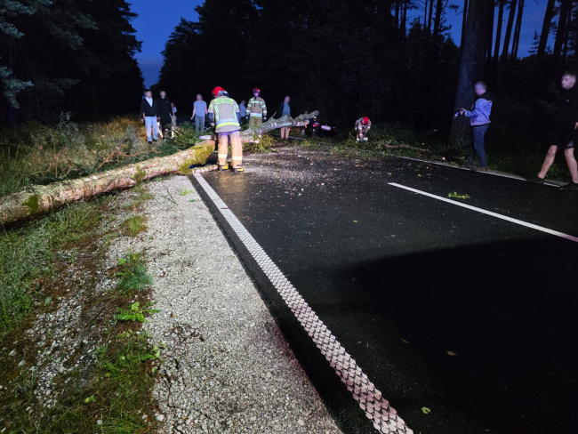 Napoleonka. Drzewo przewróciło się na drogę. Kierowca BMW ratował się ucieczką na pobocze 