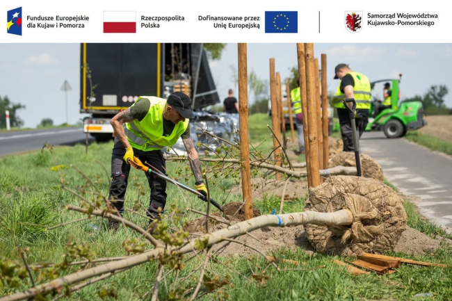 Ponad 350 nowych drzew przy drodze wojewódzkiej nr 240