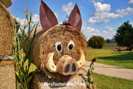 Zdjęcie 15