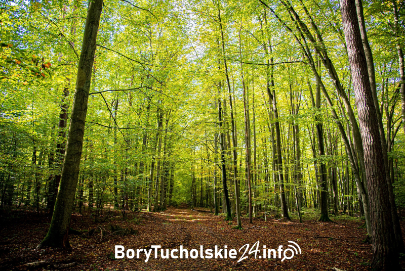 Rezerwat przyrody Ustronie